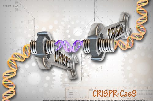 By National Human Genome Research Institute (NHGRI) from Bethesda, MD, USA (CRISPR-Cas9 Editing of the Genome) [CC BY 2.0 (https://creativecommons.org/licenses/by/2.0)], via Wikimedia Commons