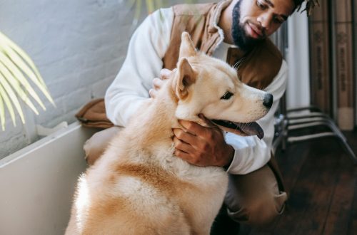 Dogs are helping people regulate stress even more than expected, research shows